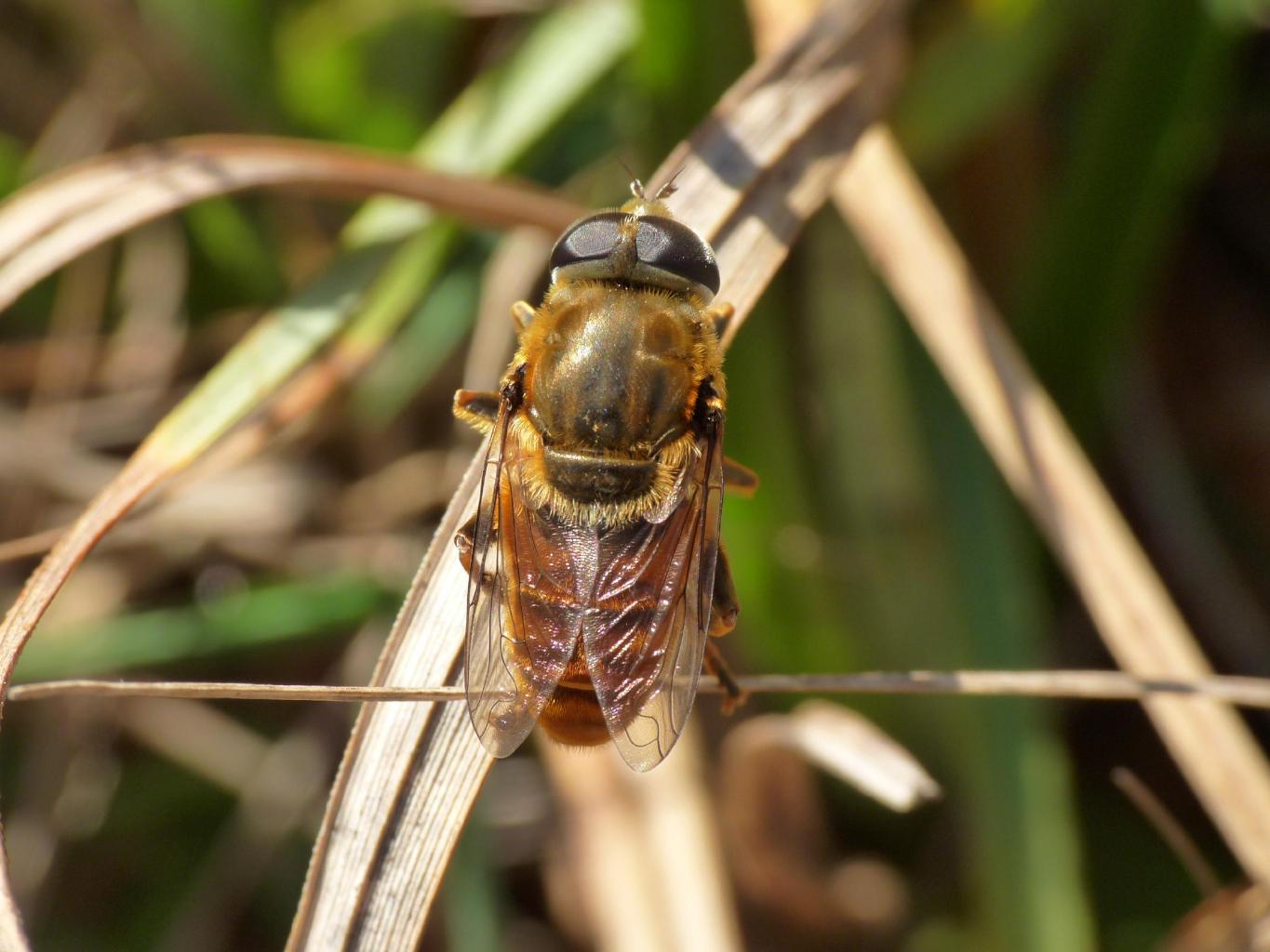 Sirfide aquilano: Merodon cfr avidus